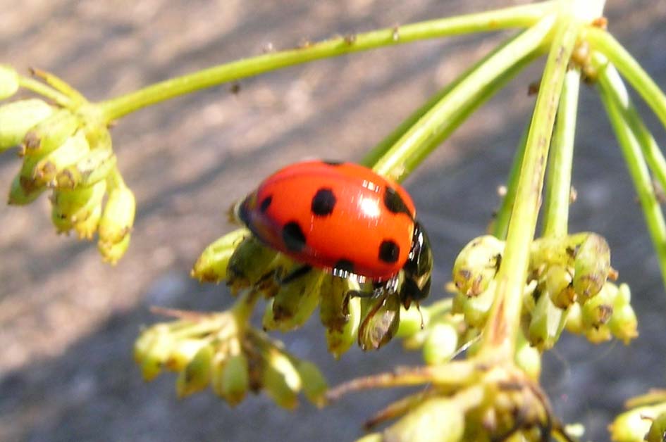 Coccinella undecimpunctata,,, anzi no, Ceratomegilla undecimnotata